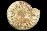 Large, Ammonite (Kranosphinctes?) Fossil - Madagascar #123134-1